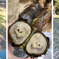 Angel Cruz Park Papaya