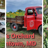 Butler's Orchard