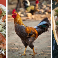 El Gallo Mexican Food