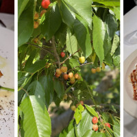 Osteria Fasulo