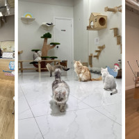 Purrfect Pet Cafe